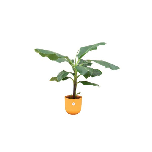 Combi deal - Bananenplant (Musa) inclusief elho Jazz Round geel Ø23 - 100 cm - 123flora.nl