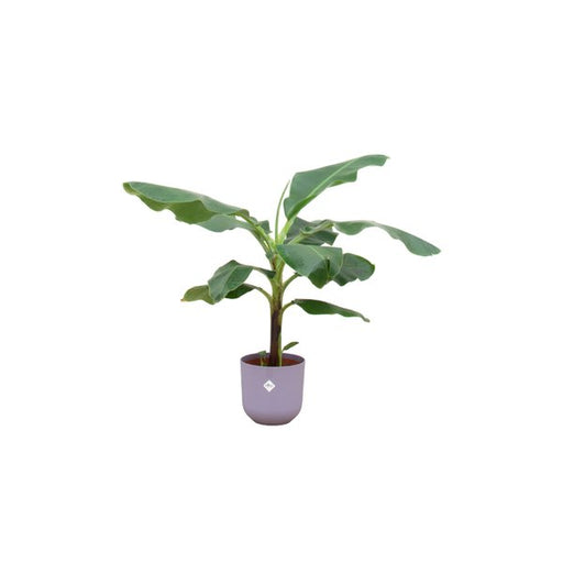 Combi deal - Bananenplant (Musa) inclusief elho Jazz Round lila Ø23 - 100 cm - 123flora.nl