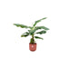 Combi deal - Bananenplant (Musa) inclusief elho Jazz Round rood Ø23 - 100 cm - 123flora.nl