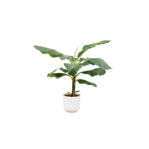 Combi deal - Bananenplant (Musa) inclusief elho Jazz Round wit Ø23 - 100 cm - 123flora.nl