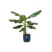 Combi deal - Bananenplant (Musa) inclusief elho Vibes Fold Round blauw Ø22 - 100 cm - 123flora.nl