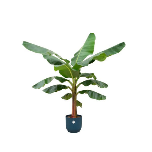 Combi deal - Bananenplant (Musa) inclusief elho Vibes Fold Round blauw Ø30 - 150 cm - 123flora.nl