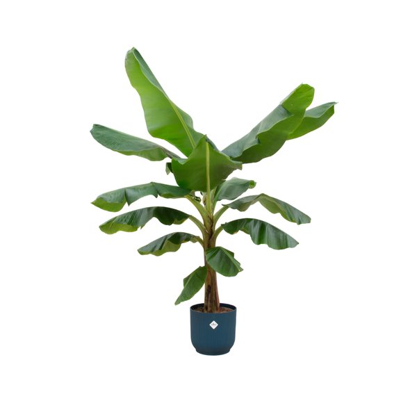 Combi deal - Bananenplant (Musa) inclusief elho Vibes Fold Round blauw Ø30 - 180 cm - 123flora.nl