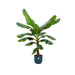 Combi deal - Bananenplant (Musa) inclusief elho Vibes Fold Round blauw Ø30 - 180 cm - 123flora.nl