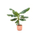 Combi deal - Bananenplant (Musa) inclusief elho Vibes Fold Round roze Ø22 - 100 cm - 123flora.nl