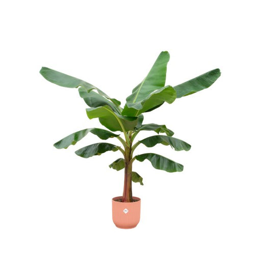 Combi deal - Bananenplant (Musa) inclusief elho Vibes Fold Round roze Ø30 - 150 cm - 123flora.nl