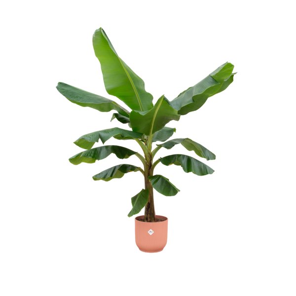 Combi deal - Bananenplant (Musa) inclusief elho Vibes Fold Round roze Ø30 - 180 cm - 123flora.nl