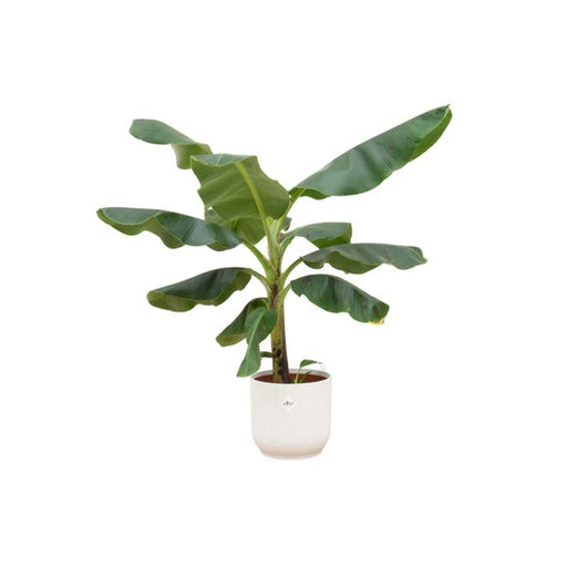 Combi deal - Bananenplant (Musa) inclusief elho Vibes Fold Round wit Ø22 - 100 cm - 123flora.nl