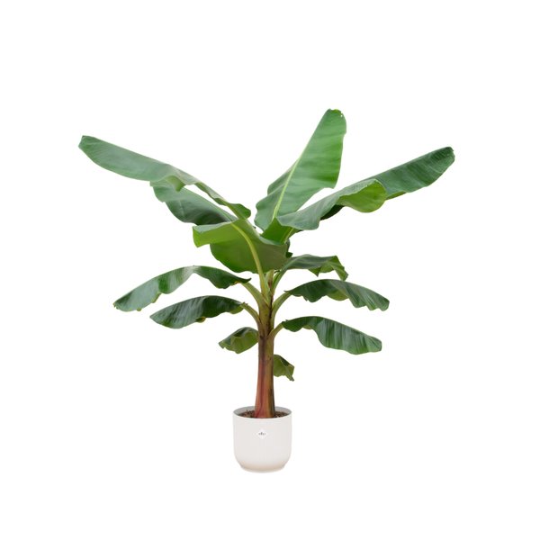 Combi deal - Bananenplant (Musa) inclusief elho Vibes Fold Round wit Ø30 - 150 cm - 123flora.nl