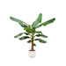 Combi deal - Bananenplant (Musa) inclusief elho Vibes Fold Round wit Ø30 - 150 cm - 123flora.nl