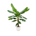 Combi deal - Bananenplant (Musa) inclusief elho Vibes Fold Round wit Ø30 - 180 cm - 123flora.nl