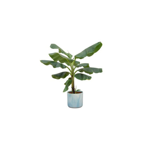 Combi deal - Bananenplant (Musa) inclusief Ocean Round atlantisch blauw Ø22 - 100 cm - 123flora.nl