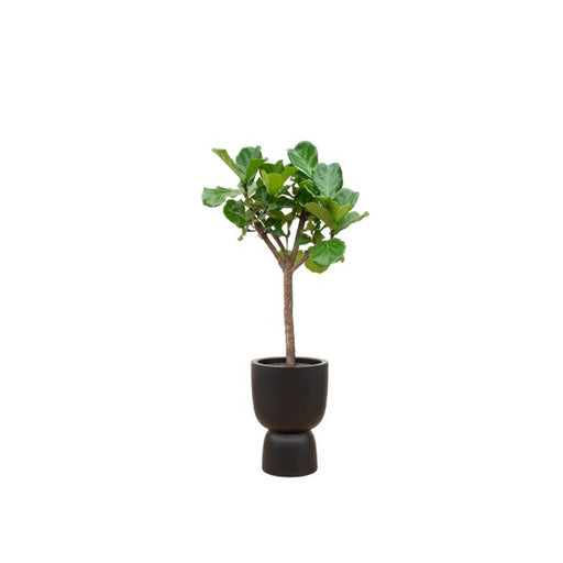 Combi deal - Ficus Lyrata boom inclusief elho Pure Coupe zwart Ø41 - 210 cm - 123flora.nl