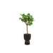 Combi deal - Ficus Lyrata boom inclusief elho Pure Coupe zwart Ø41 - 210 cm - 123flora.nl