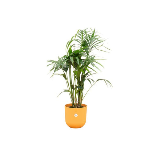 Combi deal - Kentia palm inclusief elho Jazz Round geel Ø26 - 130 cm - 123flora.nl