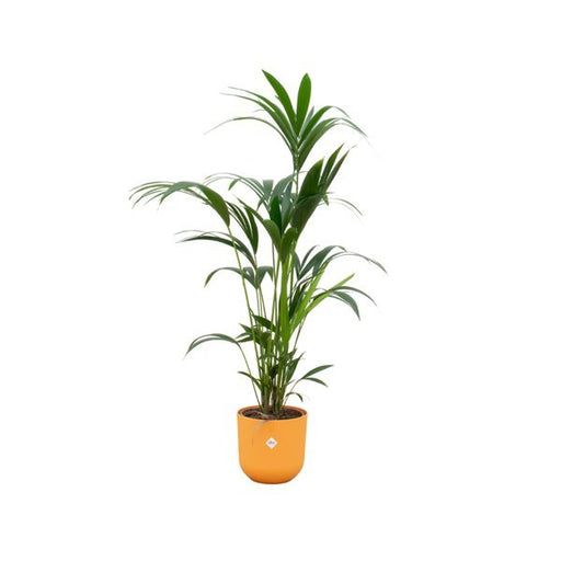 Combi deal - Kentia palm inclusief elho Jazz Round geel Ø26 - 160 cm - 123flora.nl