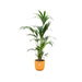 Combi deal - Kentia palm inclusief elho Jazz Round geel Ø26 - 160 cm - 123flora.nl