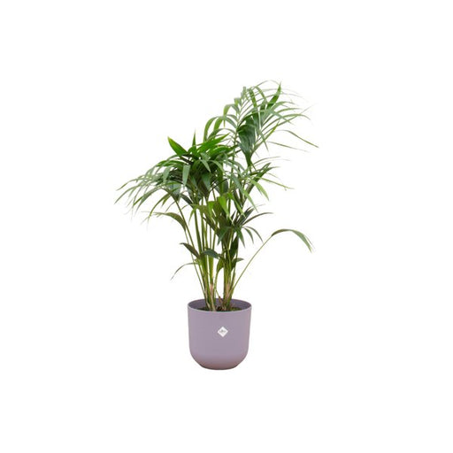 Combi deal - Kentia palm inclusief elho Jazz Round lila Ø26 - 130 cm - 123flora.nl