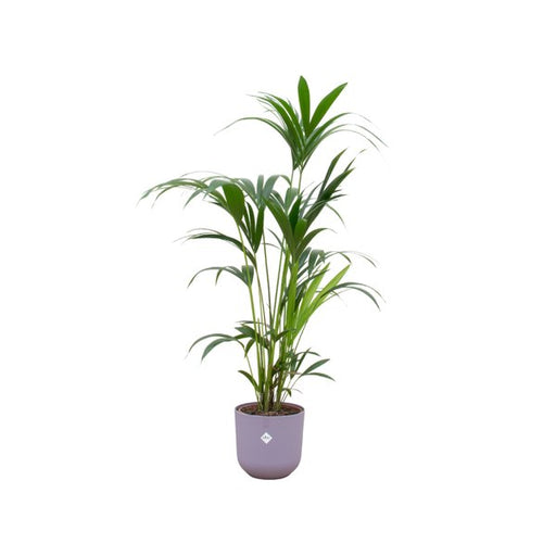 Combi deal - Kentia palm inclusief elho Jazz Round lila Ø26 - 160 cm - 123flora.nl