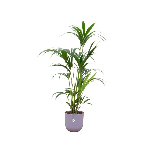 Combi deal - Kentia palm inclusief elho Jazz Round lila Ø26 - 160 cm - 123flora.nl