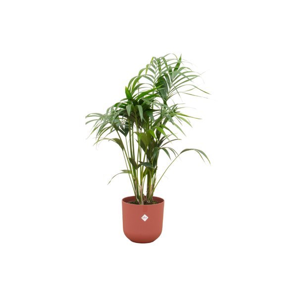 Combi deal - Kentia palm inclusief elho Jazz Round rood Ø26 - 130 cm - 123flora.nl