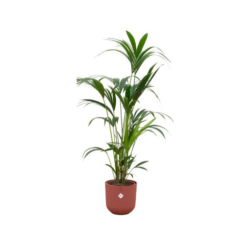 Combi deal - Kentia palm inclusief elho Jazz Round rood Ø26 - 160 cm - 123flora.nl