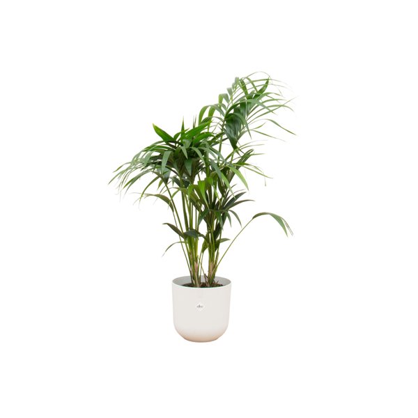 Combi deal - Kentia palm inclusief elho Jazz Round wit Ø26 - 130 cm - 123flora.nl