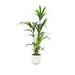 Combi deal - Kentia palm inclusief elho Jazz Round wit Ø26 - 160 cm - 123flora.nl