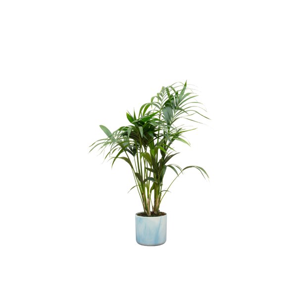 Combi deal - Kentia palm inclusief elho Ocean Round atlantisch blauw Ø22 - 130 cm - 123flora.nl