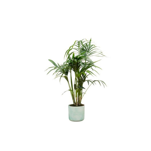 Combi deal - Kentia palm inclusief elho Ocean Round pacifisch groen Ø22 - 130 cm - 123flora.nl