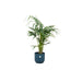 Combi deal - Kentia palm inclusief elho Vibes Fold Round blauw Ø25 - 130 cm - 123flora.nl