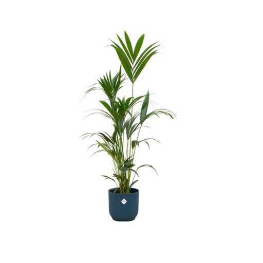 Combi deal - Kentia palm inclusief elho Vibes Fold Round blauw Ø30 - 160 cm - 123flora.nl