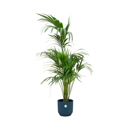 Combi deal - Kentia palm inclusief elho Vibes Fold Round blauw Ø30 - 180 cm - 123flora.nl