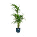 Combi deal - Kentia palm inclusief elho Vibes Fold Round blauw Ø30 - 180 cm - 123flora.nl