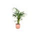 Combi deal - Kentia palm inclusief elho Vibes Fold Round roze Ø25 - 130 cm - 123flora.nl