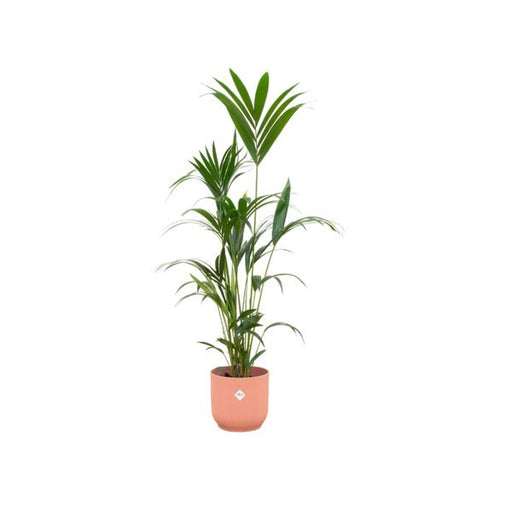 Combi deal - Kentia palm inclusief elho Vibes Fold Round roze Ø30 - 160 cm - 123flora.nl