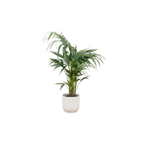 Combi deal - Kentia palm inclusief elho Vibes Fold Round wit Ø25 - 130 cm - 123flora.nl