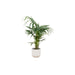 Combi deal - Kentia palm inclusief elho Vibes Fold Round wit Ø25 - 130 cm - 123flora.nl