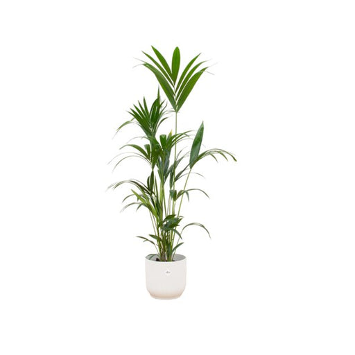 Combi deal - Kentia palm inclusief elho Vibes Fold Round wit Ø30 - 160 cm - 123flora.nl