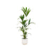 Combi deal - Kentia palm inclusief elho Vibes Fold Round wit Ø30 - 160 cm - 123flora.nl