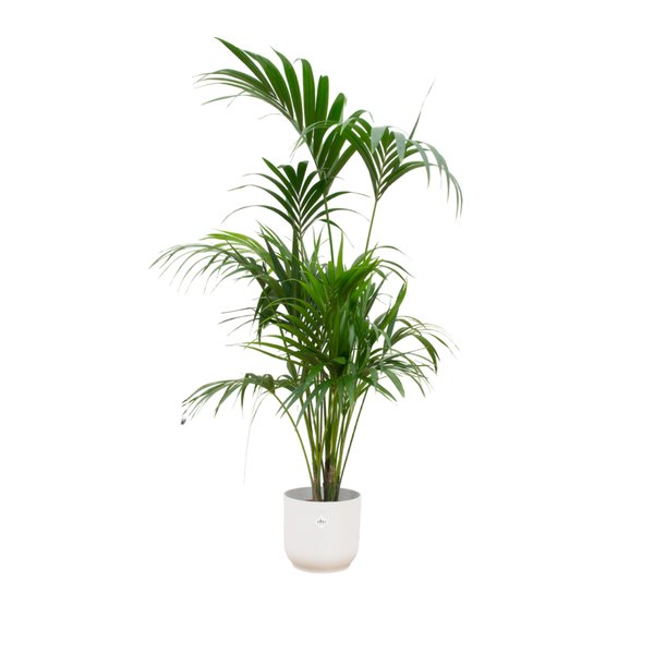 Combi deal - Kentia palm inclusief elho Vibes Fold Round wit Ø30 - 180 cm - 123flora.nl