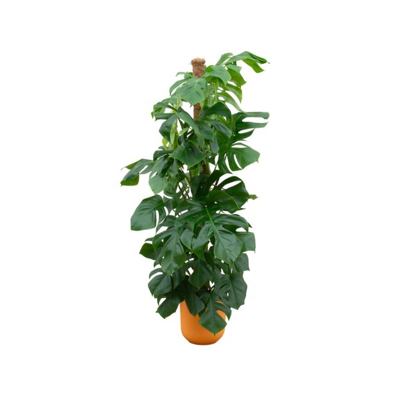 Combi deal - Monstera Pertusum XL inclusief elho Jazz Round geel Ø26 - 150 cm - 123flora.nl