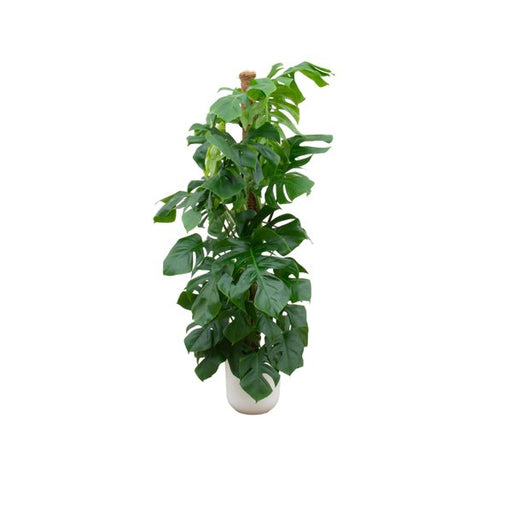 Combi deal - Monstera Pertusum XL inclusief elho Jazz Round wit Ø26 - 150 cm - 123flora.nl