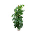 Combi deal - Monstera Pertusum XL inclusief elho Jazz Round wit Ø26 - 150 cm - 123flora.nl