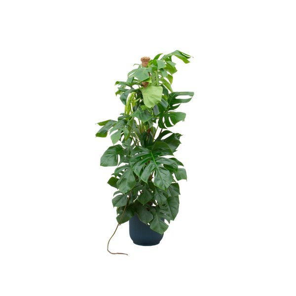 Combi deal - Monstera Pertusum XL inclusief elho Vibes Fold Round blauw Ø30 - 150 cm - 123flora.nl