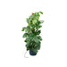 Combi deal - Monstera Pertusum XL inclusief elho Vibes Fold Round blauw Ø30 - 150 cm - 123flora.nl