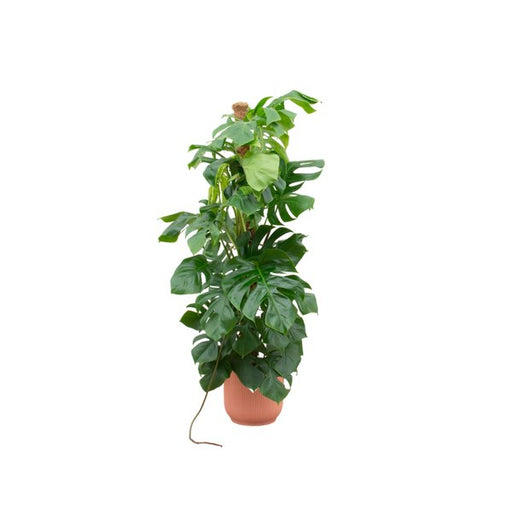 Combi deal - Monstera Pertusum XL inclusief elho Vibes Fold Round roze Ø30 - 150 cm - 123flora.nl