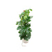 Combi deal - Monstera Pertusum XL inclusief elho Vibes Fold Round wit Ø30 - 150 cm - 123flora.nl