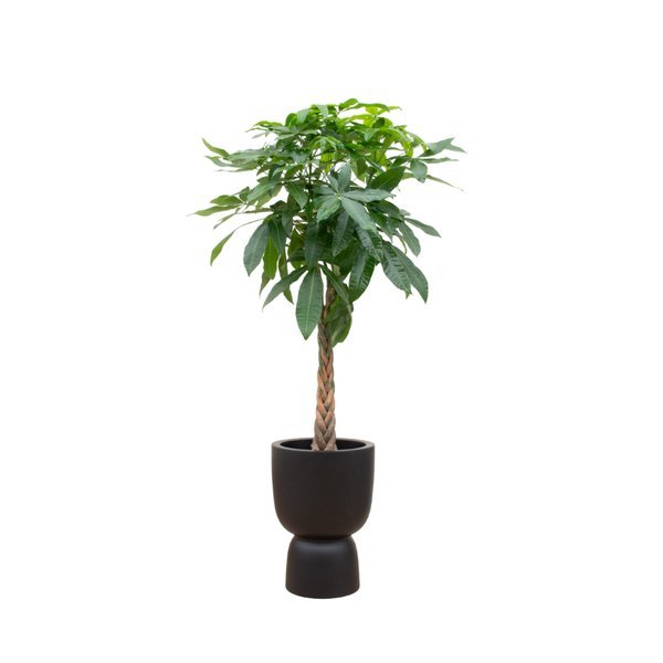 Combi deal - Pachira Aquatica inclusief elho Pure Coupe zwart Ø41 - 210 cm - 123flora.nl