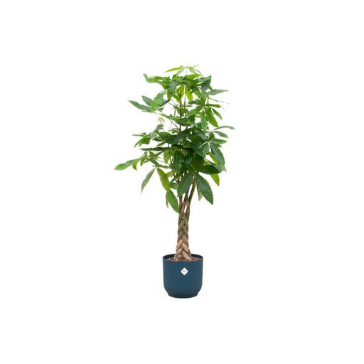 Combi deal - Pachira Aquatica inclusief elho Vibes Fold Round blauw Ø30 - 160 cm - 123flora.nl